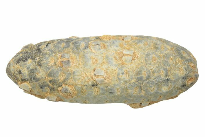 Fossil Seed Cone (Or Aggregate Fruit) - Morocco #234159
